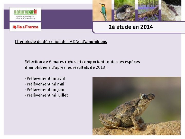 2è étude en 2014 Phénologie de détection de l’ADNe d’amphibiens Sélection de 6 mares