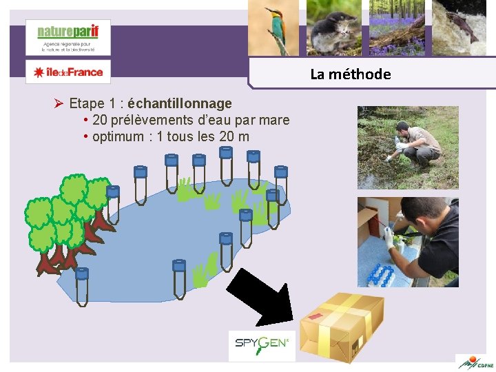 La méthode Ø Etape 1 : échantillonnage • 20 prélèvements d’eau par mare •