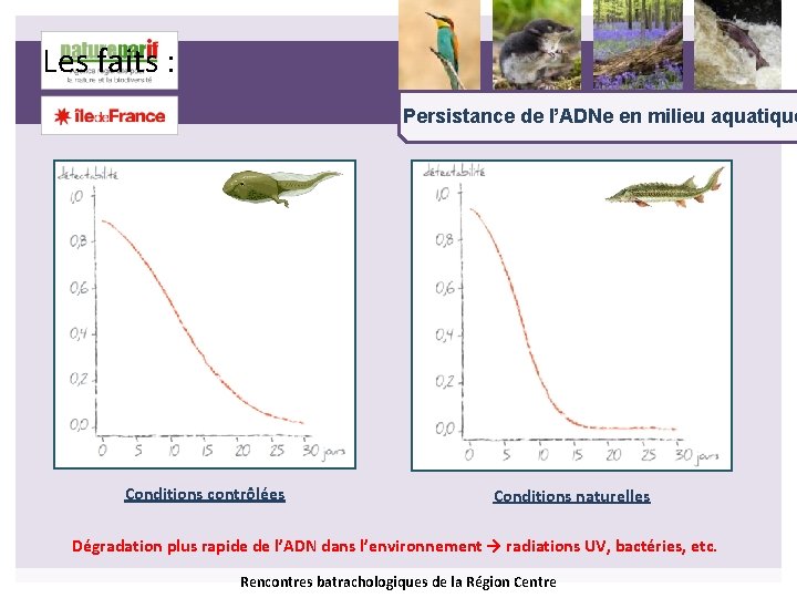 Les faits : Persistance de l’ADNe en milieu aquatique Conditions contrôlées Conditions naturelles Dégradation