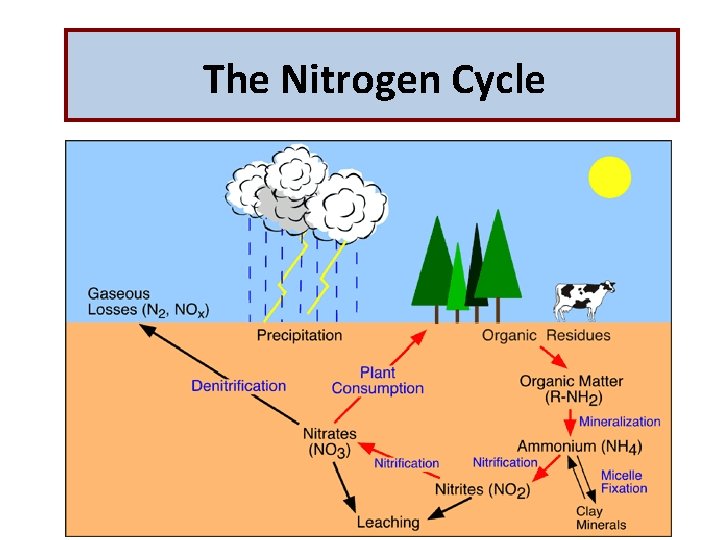 The Nitrogen Cycle 