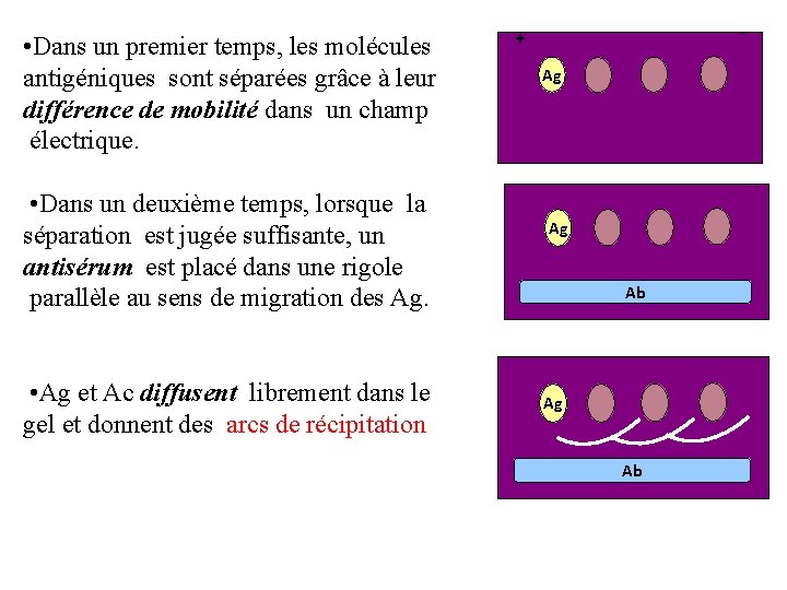  • Dans un premier temps, les molécules antigéniques sont séparées grâce à leur