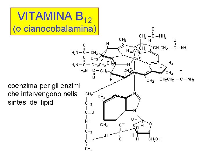 VITAMINA B 12 (o cianocobalamina) coenzima per gli enzimi che intervengono nella sintesi dei