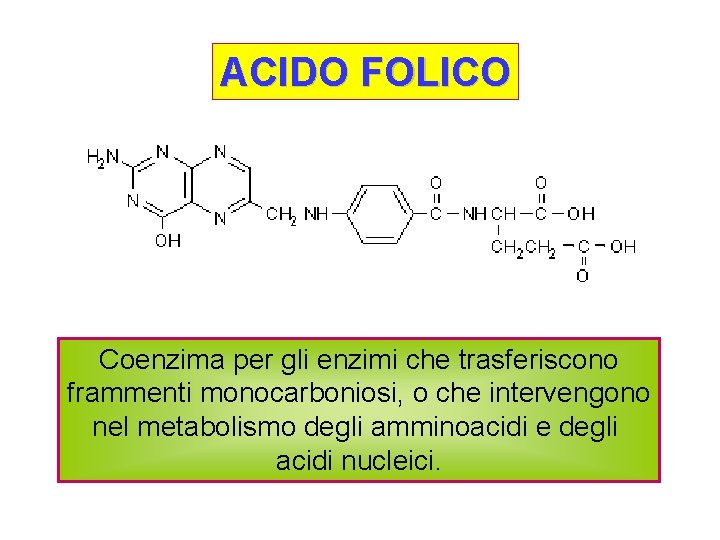 ACIDO FOLICO Coenzima per gli enzimi che trasferiscono frammenti monocarboniosi, o che intervengono nel