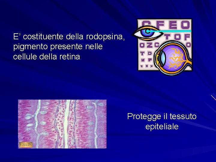 E’ costituente della rodopsina, pigmento presente nelle cellule della retina Protegge il tessuto epiteliale