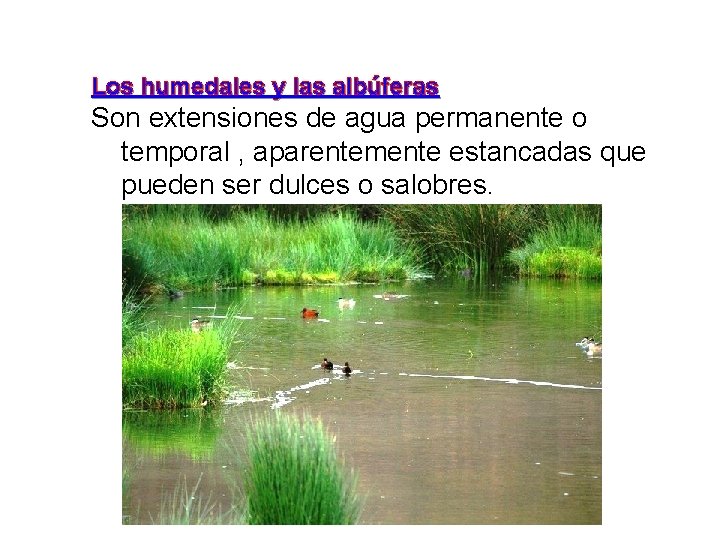 Los humedales y las albúferas Son extensiones de agua permanente o temporal , aparentemente Los humedales y las albúferas Son extensiones de agua permanente o temporal , aparentemente