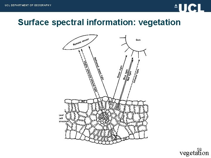 UCL DEPARTMENT OF GEOGRAPHY Surface spectral information: vegetation 58 vegetation 