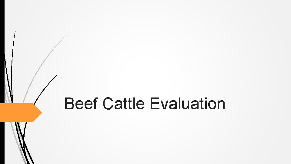 Beef Cattle Evaluation 