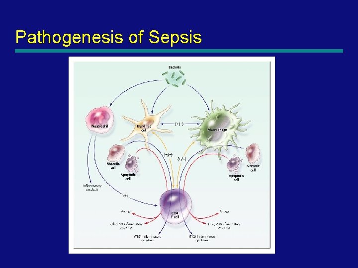 Pathogenesis of Sepsis 