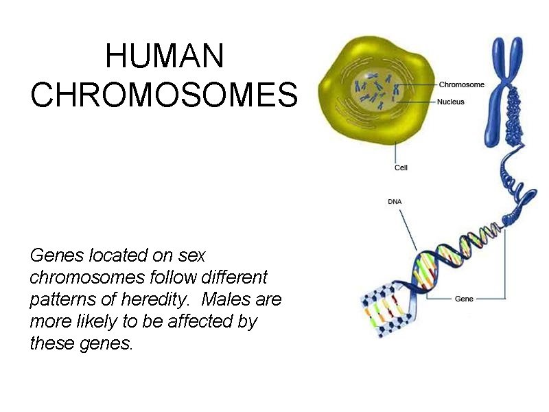 HUMAN CHROMOSOMES Genes located on sex chromosomes follow different patterns of heredity. Males are
