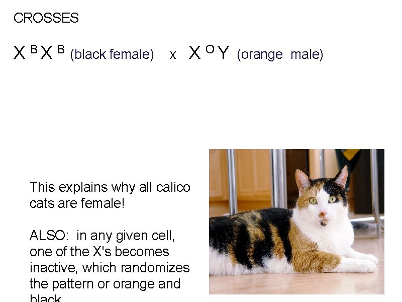 CROSSES X B (black female) x X O Y (orange male) This explains why