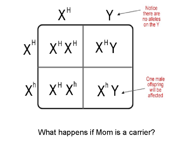 What happens if Mom is a carrier? 