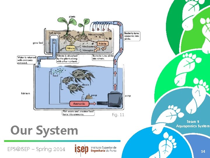 Fig. 11 Our System EPS@ISEP – Spring 2014 Team 5 Aquaponics System 14 