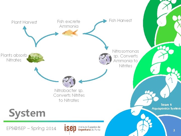 Fish excrete Ammonia Plant Harvest Fish Harvest Nitrosomonas sp. Converts Ammonia to Nitrites Plants
