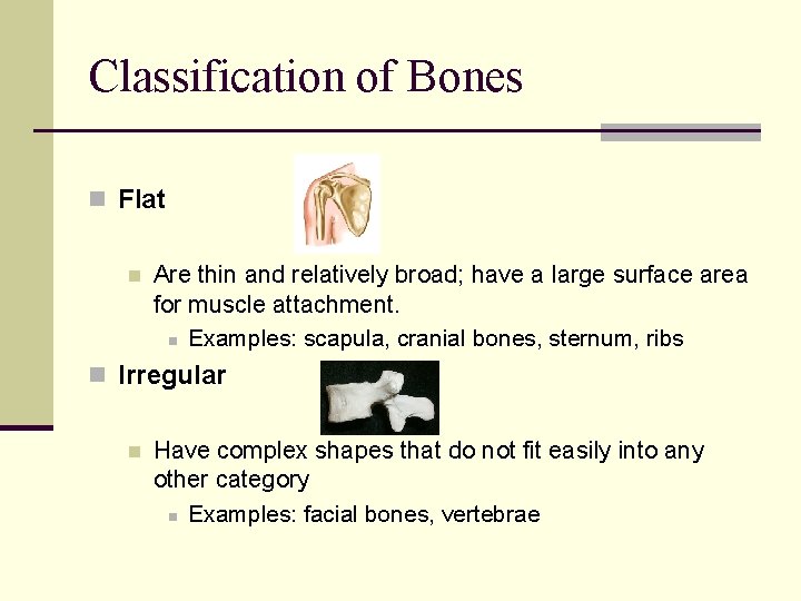 Classification of Bones n Flat n Are thin and relatively broad; have a large