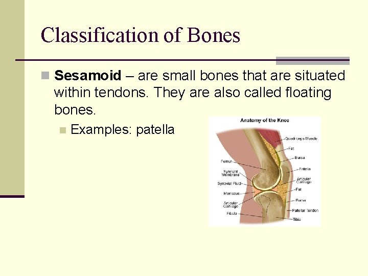 Classification of Bones n Sesamoid – are small bones that are situated within tendons.