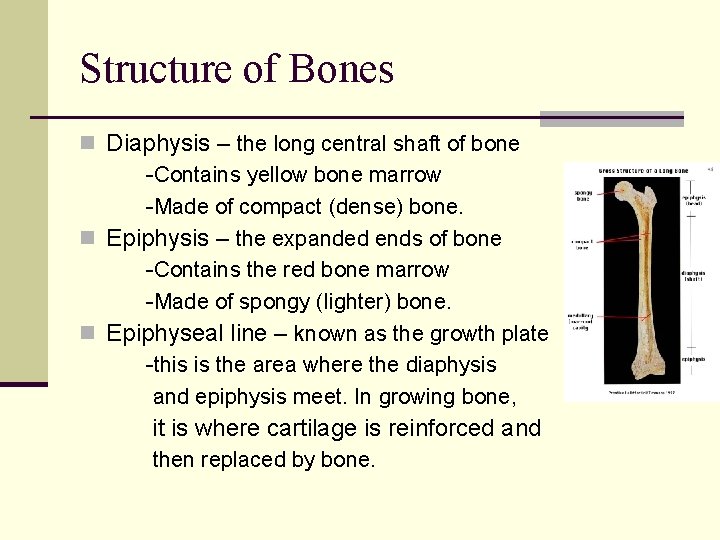 Structure of Bones n Diaphysis – the long central shaft of bone -Contains yellow