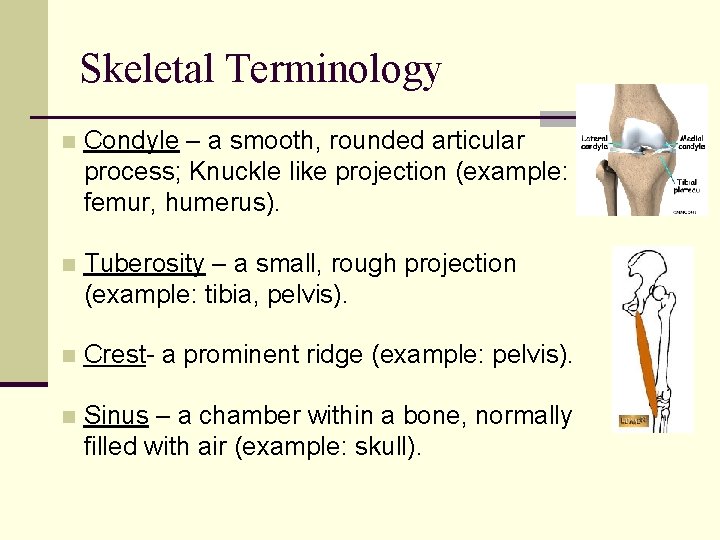 Skeletal Terminology n Condyle – a smooth, rounded articular process; Knuckle like projection (example: