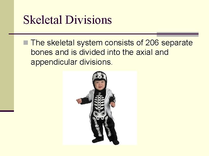 Skeletal Divisions n The skeletal system consists of 206 separate bones and is divided