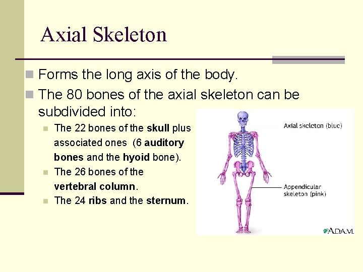 Axial Skeleton n Forms the long axis of the body. n The 80 bones