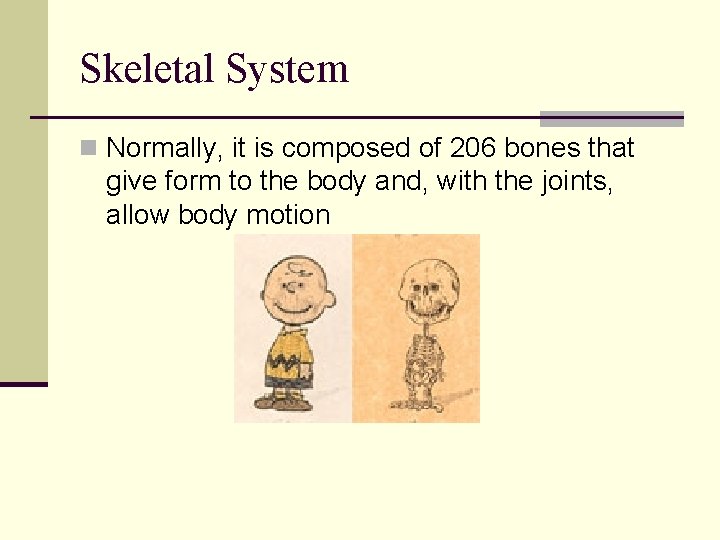 Skeletal System n Normally, it is composed of 206 bones that give form to