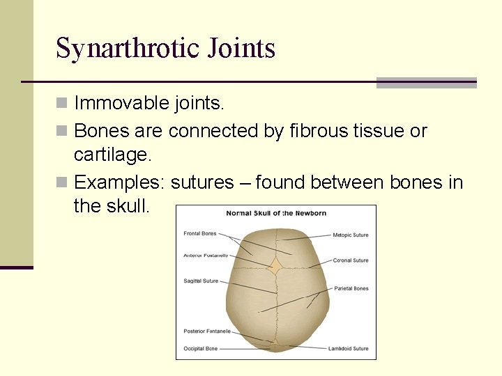 Synarthrotic Joints n Immovable joints. n Bones are connected by fibrous tissue or cartilage.