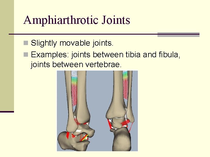 Amphiarthrotic Joints n Slightly movable joints. n Examples: joints between tibia and fibula, joints