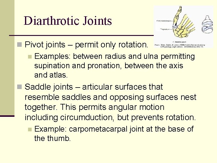 Diarthrotic Joints n Pivot joints – permit only rotation. n Examples: between radius and