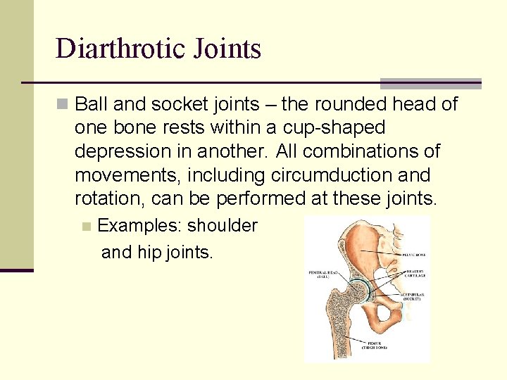 Diarthrotic Joints n Ball and socket joints – the rounded head of one bone