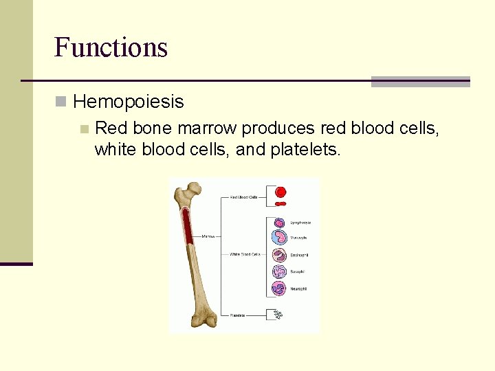 Functions n Hemopoiesis n Red bone marrow produces red blood cells, white blood cells,