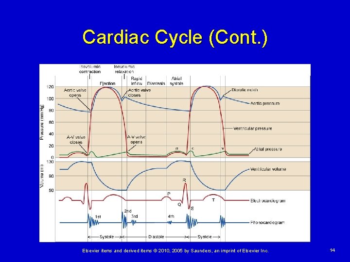 Cardiac Cycle (Cont. ) Elsevier items and derived items © 2010, 2005 by Saunders,