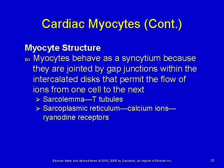 Cardiac Myocytes (Cont. ) Myocyte Structure Myocytes behave as a syncytium because they are