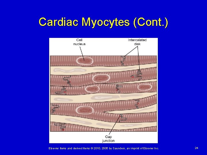 Cardiac Myocytes (Cont. ) Elsevier items and derived items © 2010, 2005 by Saunders,