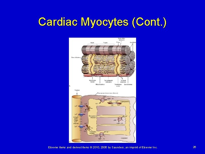 Cardiac Myocytes (Cont. ) Elsevier items and derived items © 2010, 2005 by Saunders,