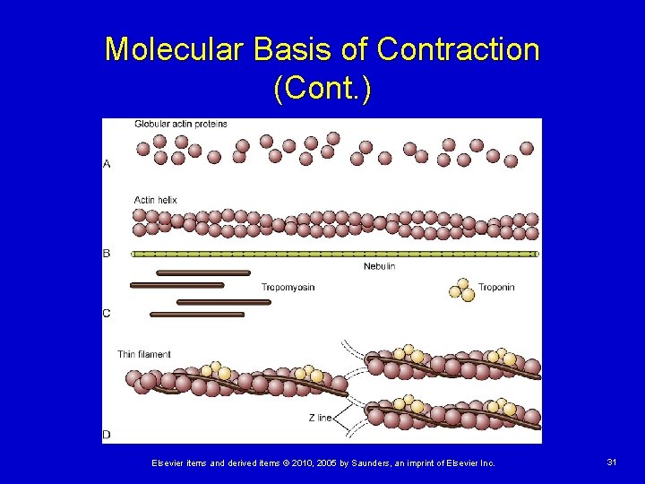 Molecular Basis of Contraction (Cont. ) Elsevier items and derived items © 2010, 2005