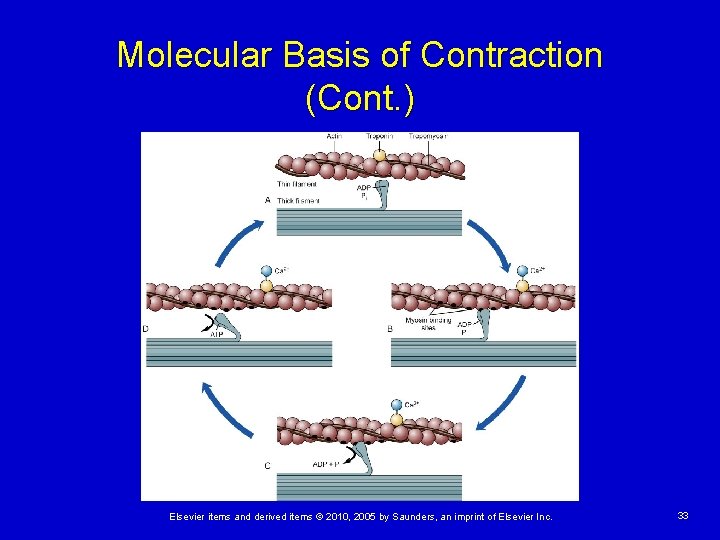 Molecular Basis of Contraction (Cont. ) Elsevier items and derived items © 2010, 2005