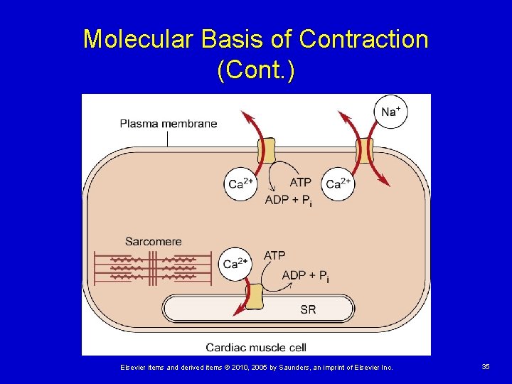 Molecular Basis of Contraction (Cont. ) Elsevier items and derived items © 2010, 2005