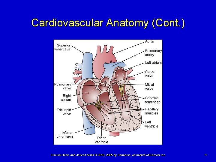 Cardiovascular Anatomy (Cont. ) Elsevier items and derived items © 2010, 2005 by Saunders,