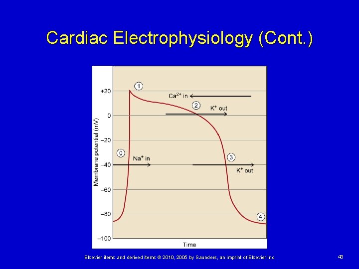 Cardiac Electrophysiology (Cont. ) Elsevier items and derived items © 2010, 2005 by Saunders,