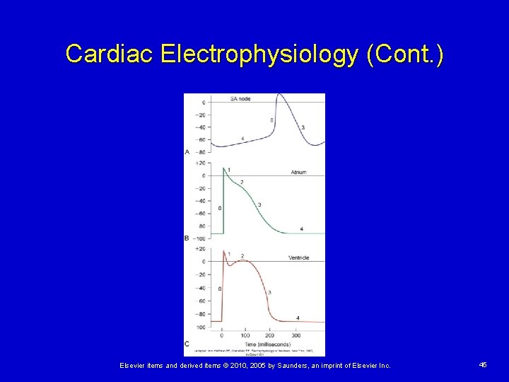 Cardiac Electrophysiology (Cont. ) Elsevier items and derived items © 2010, 2005 by Saunders,