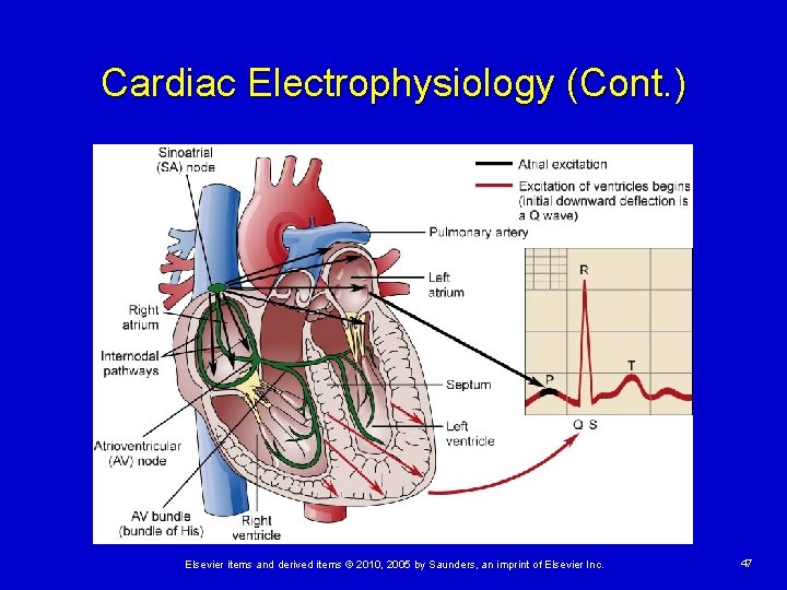 Cardiac Electrophysiology (Cont. ) Elsevier items and derived items © 2010, 2005 by Saunders,