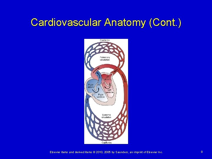 Cardiovascular Anatomy (Cont. ) Elsevier items and derived items © 2010, 2005 by Saunders,