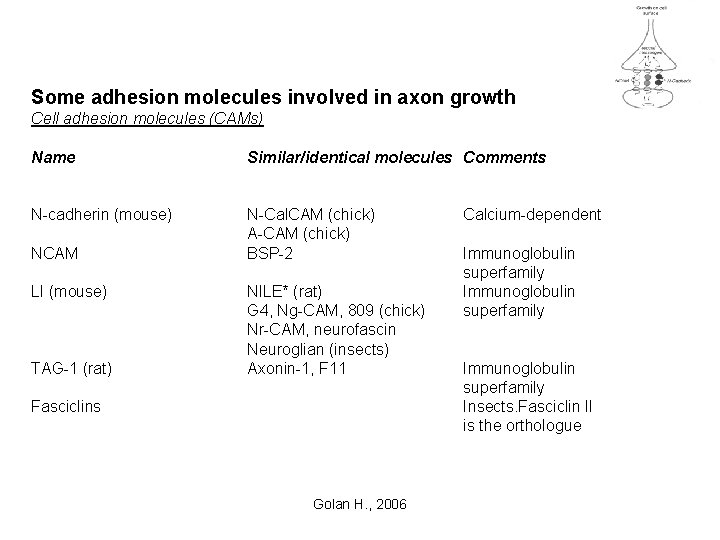 Some adhesion molecules involved in axon growth Cell adhesion molecules (CAMs) Name Similar/identical molecules