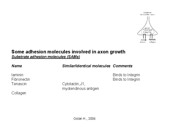 Some adhesion molecules involved in axon growth Substrate adhesion molecules (SAMs) Name laminin Fibronectin