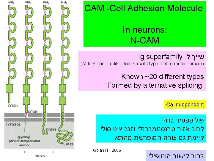 CAM -Cell Adhesion Molecule In neurons: N-CAM Ig superfamily שייך ל (At least one