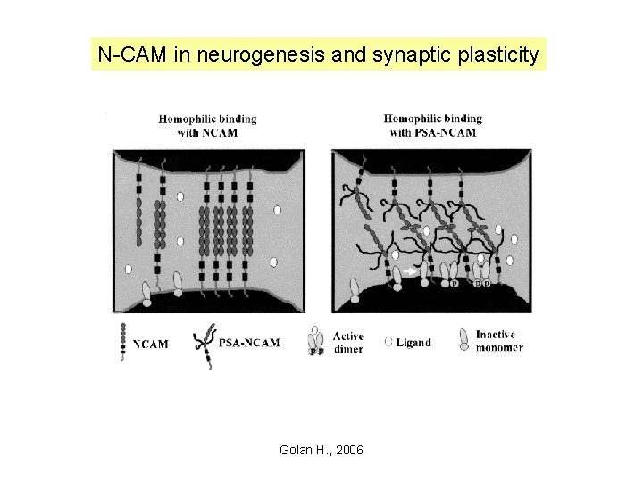 N-CAM in neurogenesis and synaptic plasticity Golan H. , 2006 