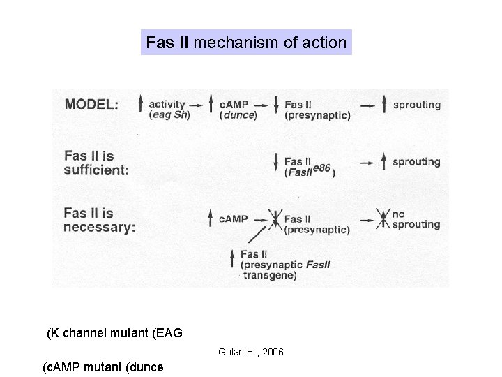 Fas II mechanism of action (K channel mutant (EAG Golan H. , 2006 (c.
