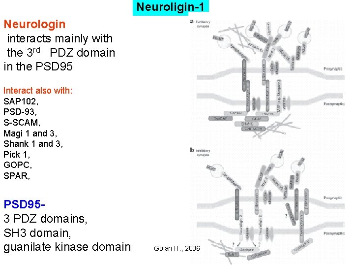 Neuroligin-1 Neurologin interacts mainly with the 3 rd PDZ domain in the PSD 95