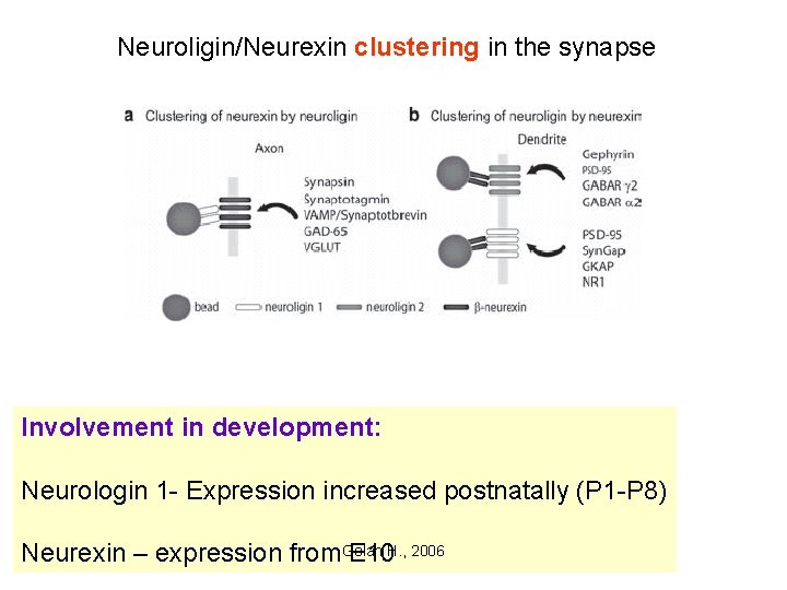 Neuroligin/Neurexin clustering in the synapse Involvement in development: Neurologin 1 - Expression increased postnatally