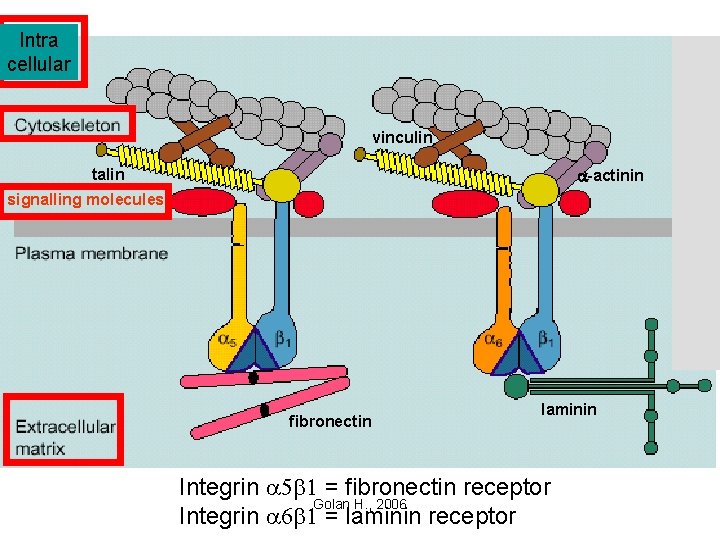 Intra cellular vinculin a-actinin talin signalling molecules fibronectin laminin Integrin a 5 b 1