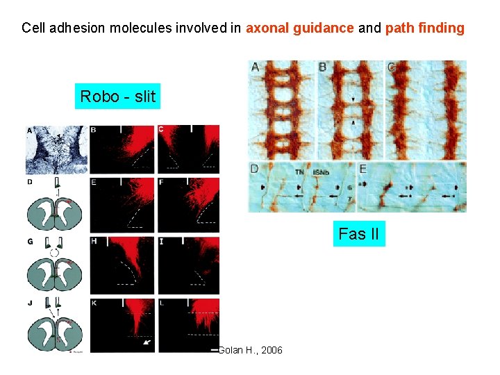 Cell adhesion molecules involved in axonal guidance and path finding Robo - slit Fas